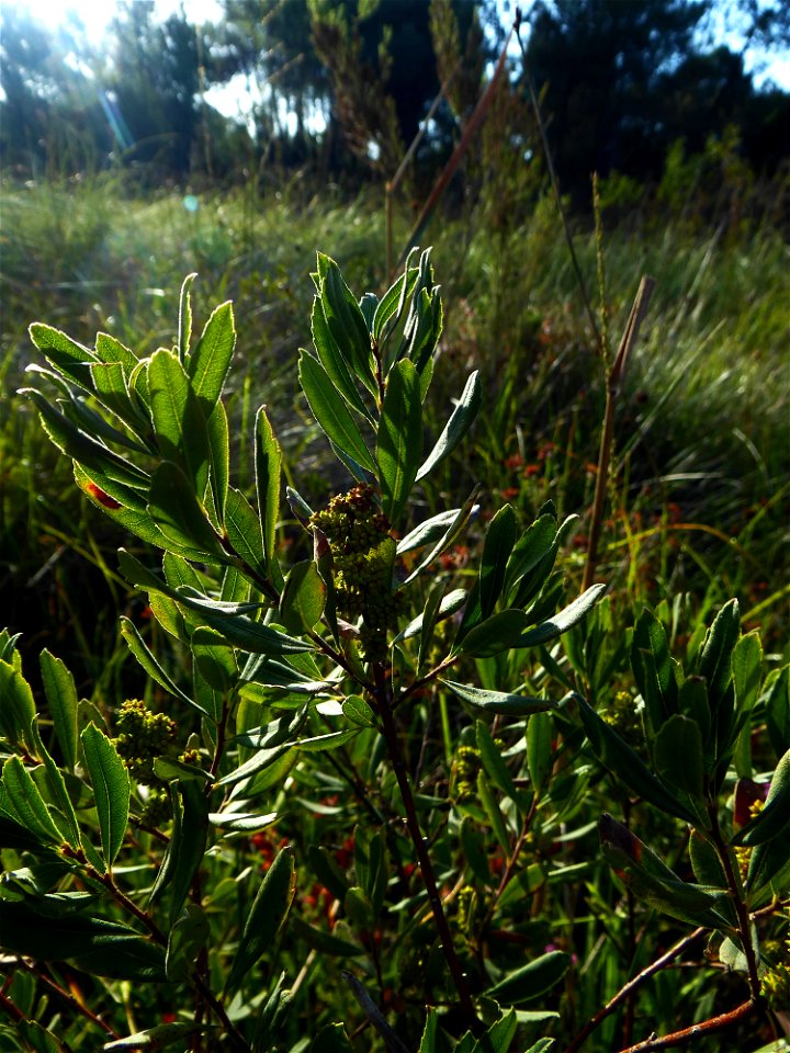 Myrica gale L., 1753