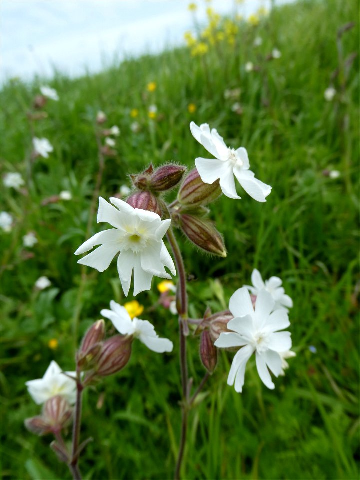 Silene latifolia Poir., 1789