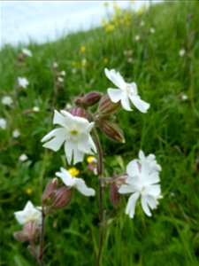 Silene latifolia Poir., 1789