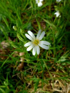 Stellaria holostea L., 1753