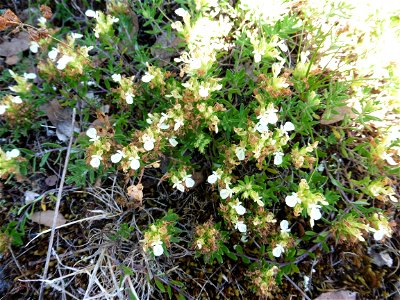 Teucrium montanum L., 1753