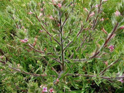 Echium asperrimum Lam., 1792