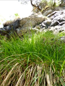 Carex sempervirens Vill., 1787
