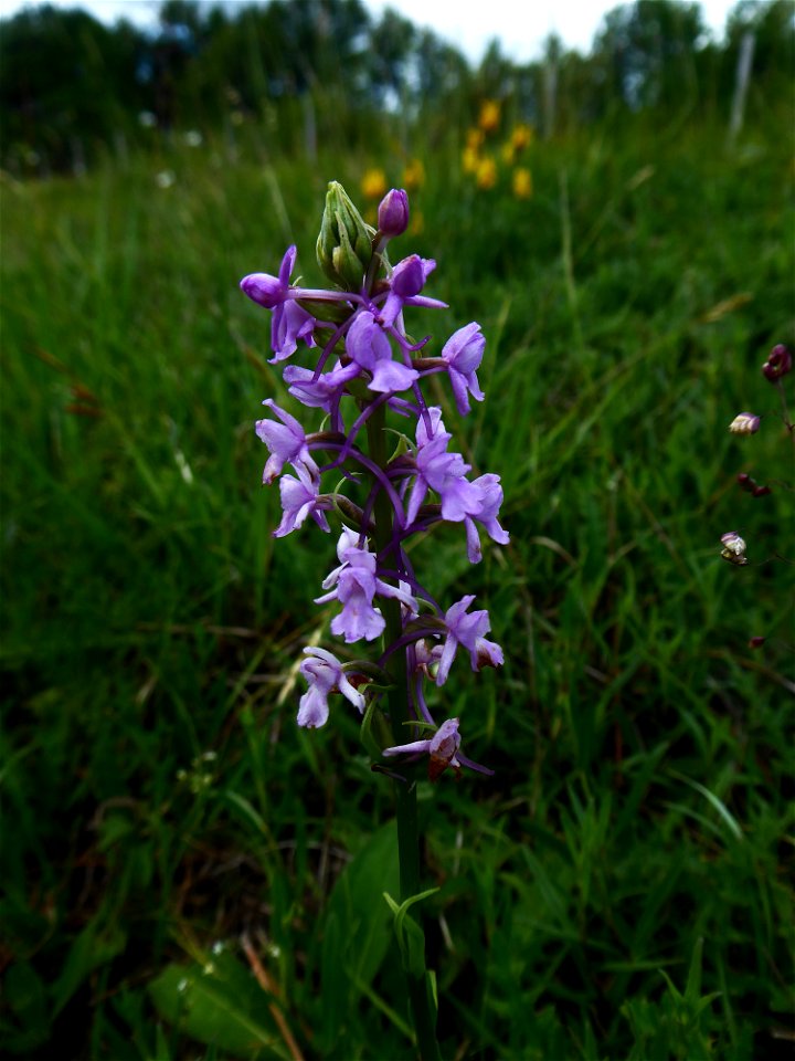 Gymnadenia conopsea (L.) R.Br., 1813