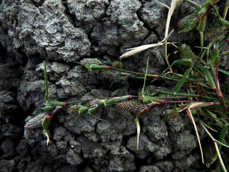 Crypsis schoenoides (L.) Lam., 1791