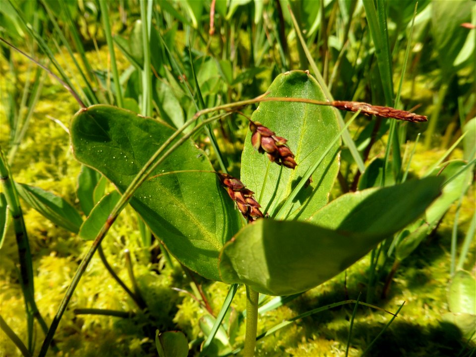 Carex limosa L., 1753