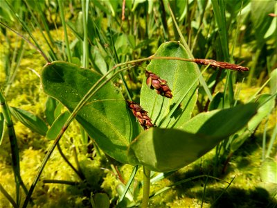 Carex limosa L., 1753