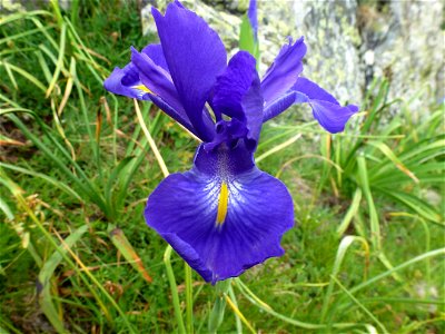 Iris latifolia (Mill.) Voss, 1895