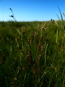 Agrostis capillaris L., 1753