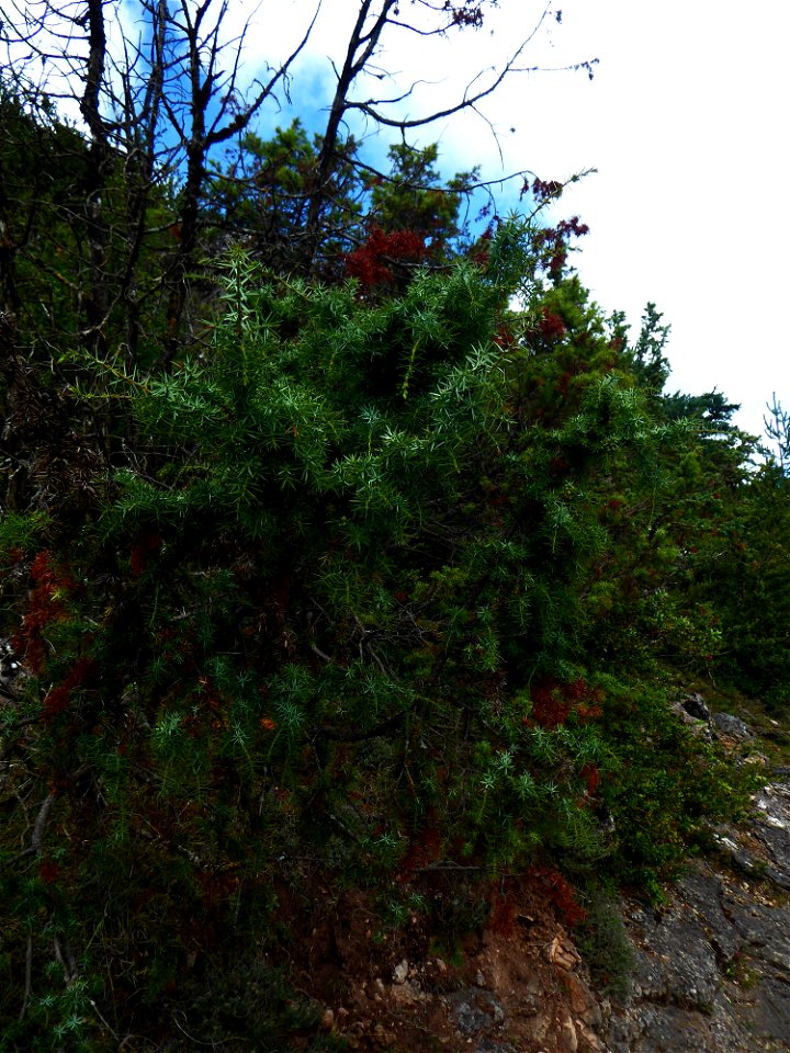 Juniperus communis L., 1753