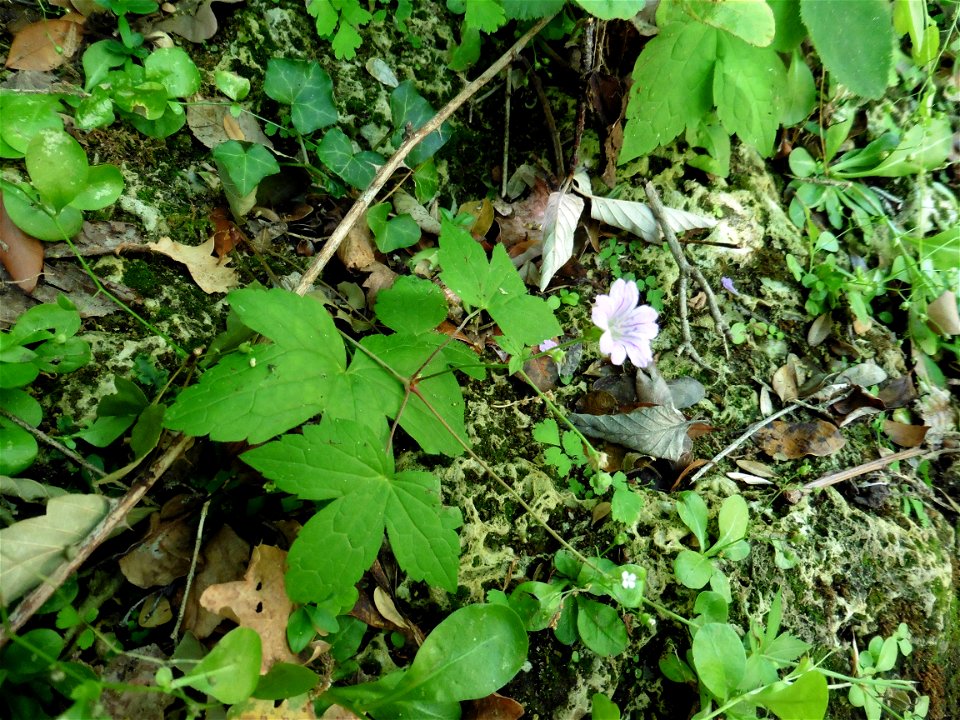 Geranium nodosum L., 1753