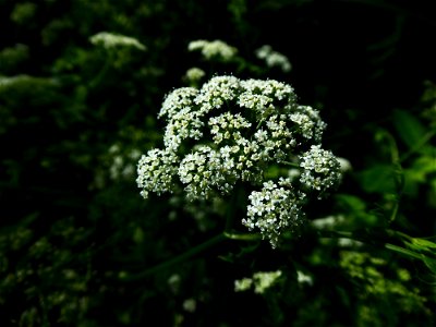 Berula erecta (Huds.) Coville, 1893