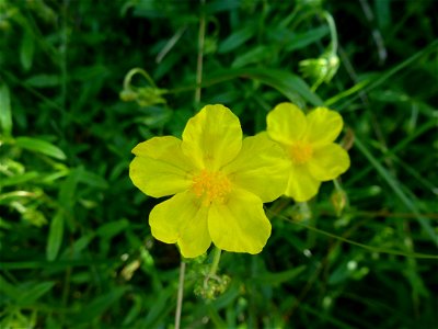 Helianthemum nummularium (L.) Mill., 1768