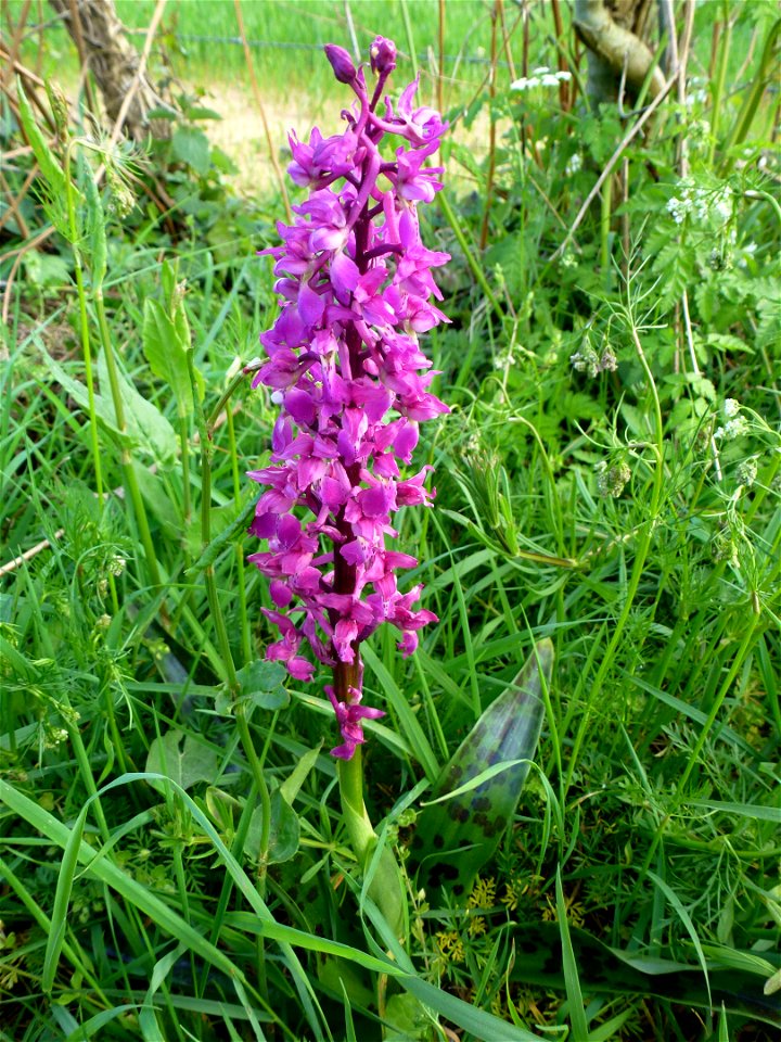 Orchis mascula (L.) L., 1755