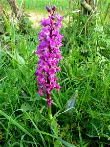 Orchis mascula (L.) L., 1755