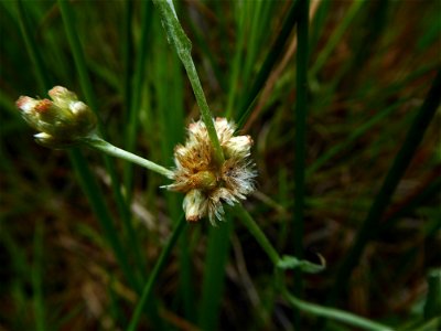 Laphangium luteoalbum (L.) Tzvelev, 1994
