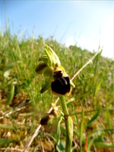 Ophrys passionis Sennen, 1926