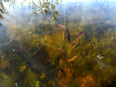 Potamogeton coloratus Hornem., 1813