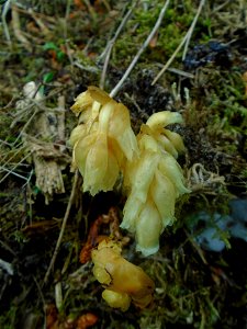 Monotropa hypopitys L., 1753