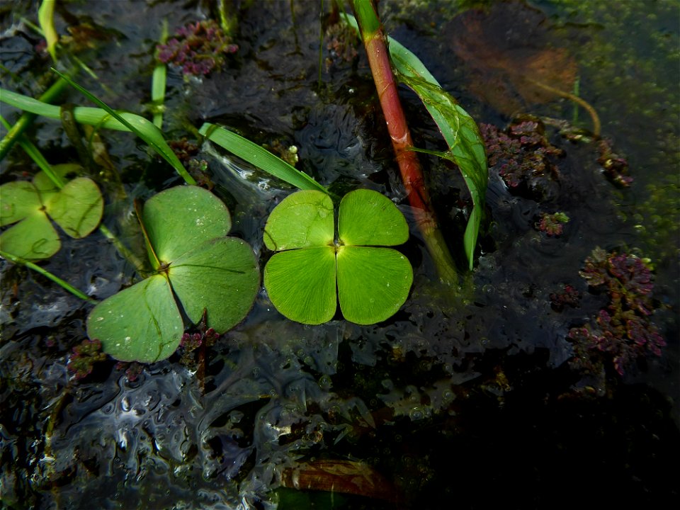 Marsilea quadrifolia L., 1753