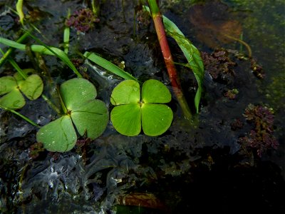 Marsilea quadrifolia L., 1753