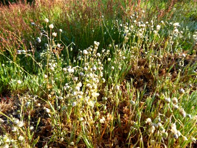 Spergula morisonii Boreau, 1847