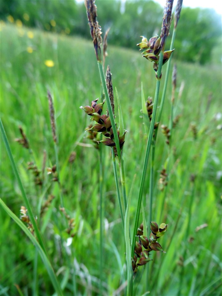 Carex panicea L., 1753