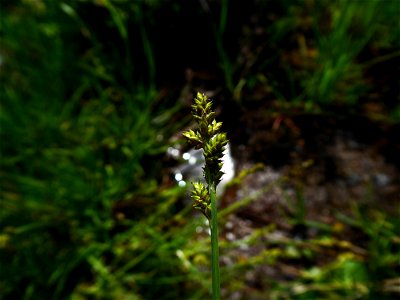 Carex canescens L., 1753
