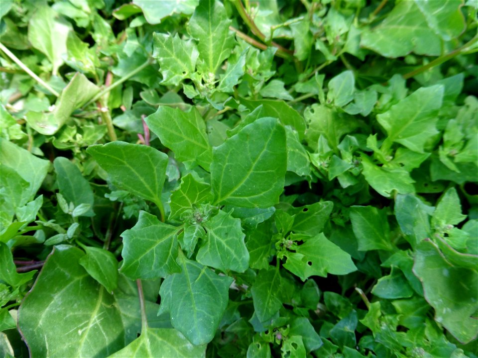 Oxybasis chenopodioides (L.) S.Fuentes, Uotila & Borsch, 2012