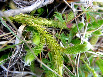 Lycopodium clavatum L., 1753