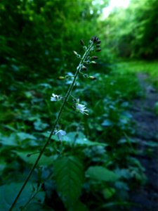 Circaea lutetiana L., 1753