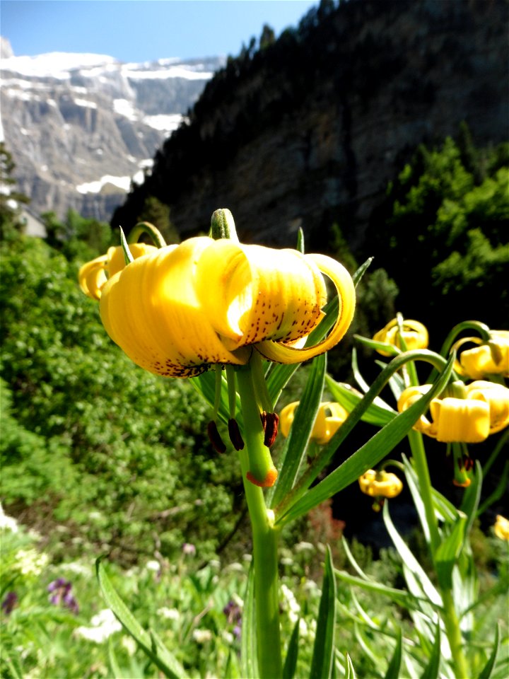 Lilium pyrenaicum Gouan, 1773