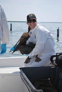 Biologist brown pelican