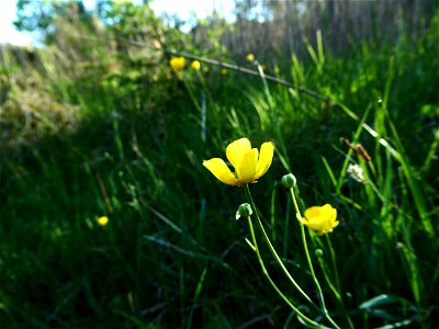 Ranunculus gramineus L., 1753 photo