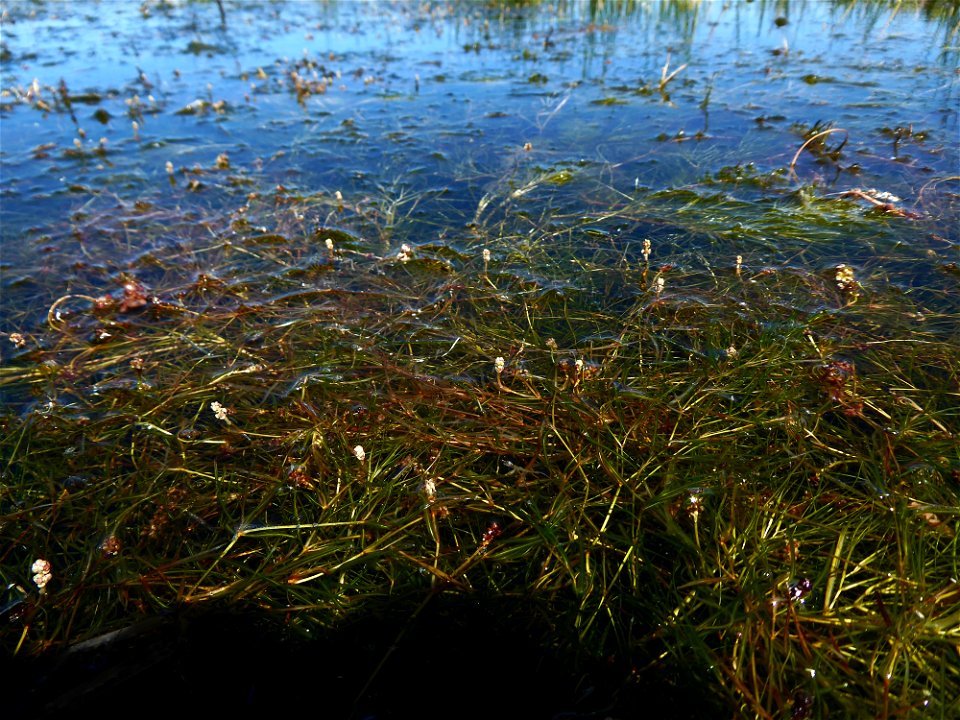 Potamogeton berchtoldii Fieber, 1838