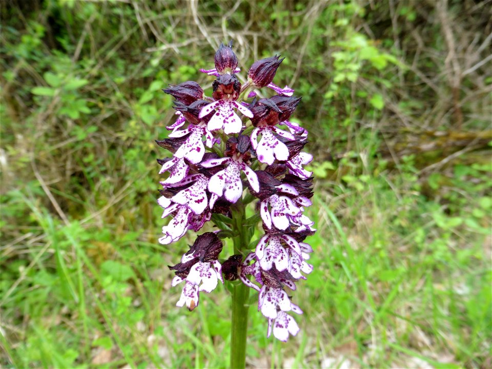 Orchis purpurea Huds., 1762