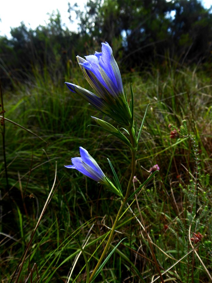 Gentiana pneumonanthe L., 1753