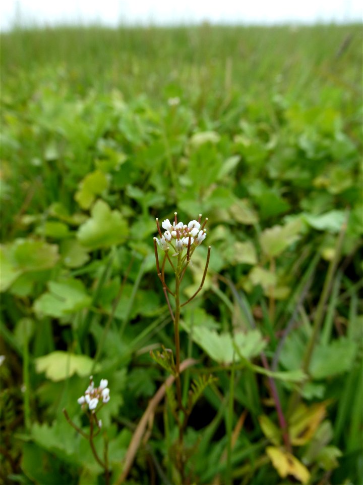 Cardamine parviflora L., 1759