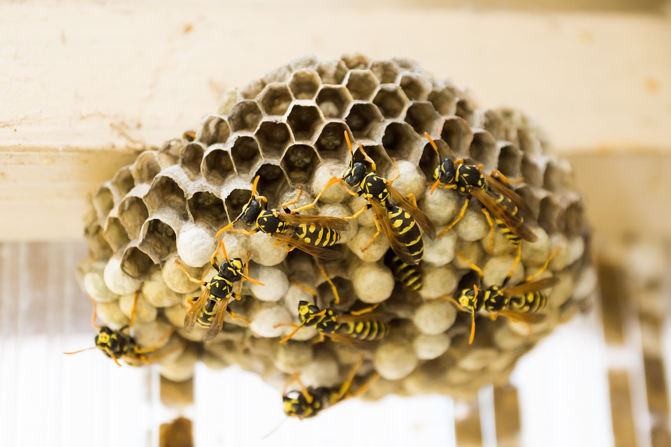 Nest insect wasps dwelling