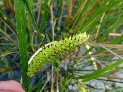 Carex vesicaria L., 1753