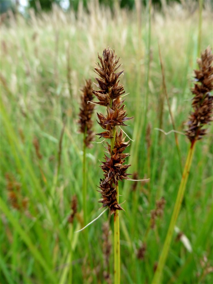 Carex otrubae Podp., 1922