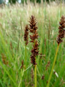 Carex otrubae Podp., 1922