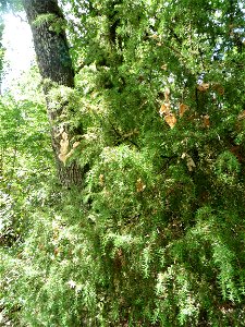 Juniperus communis L., 1753