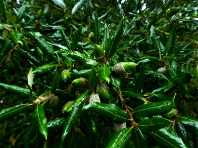 Quercus ilex L., 1753