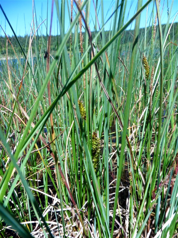 Carex rostrata Stokes, 1787