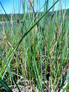Carex rostrata Stokes, 1787