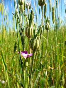 Agrostemma githago L., 1753