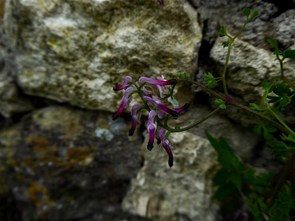Fumaria cf. bastardii Boreau, 1847