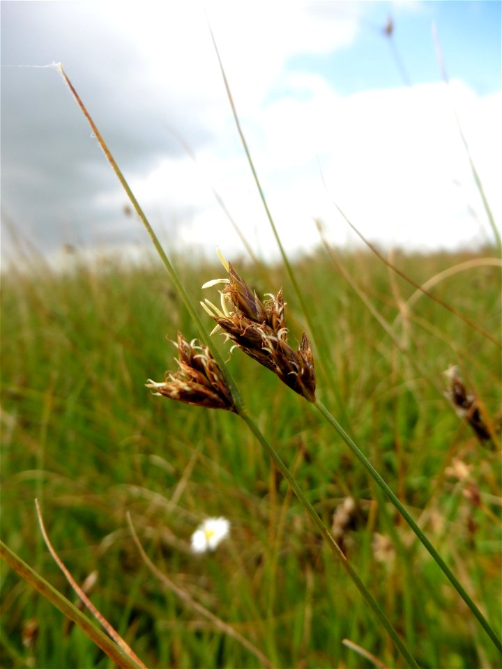 Carex divisa Huds., 1762