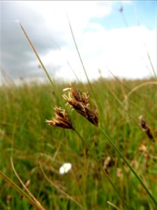 Carex divisa Huds., 1762